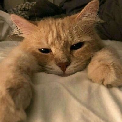 fckuevryday's profile picture. 