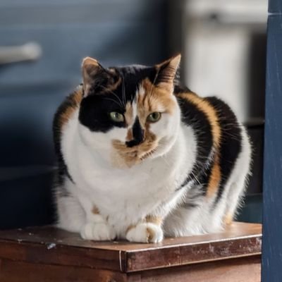 Damo_C79's profile picture. anti Brexit, pro Net Zero, pro EV, detest racists. Political observation and humour. Gradually drifting left. More often found at @dc79.bsky.social