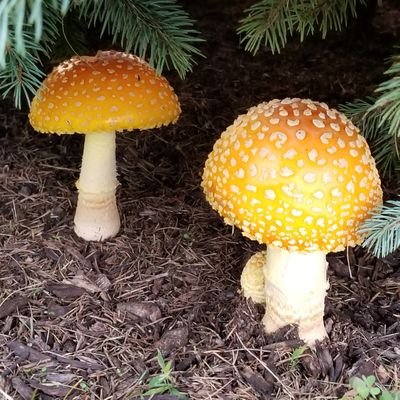 GardenGoals2's profile picture. 