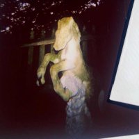 Sie (@idiosyncra_sie) 's Twitter Profile