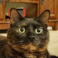 Cat Chonkula(@KTMaine) 's Twitter Profile Photo