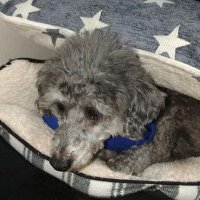 チャタくん (@chatakun282277) 's Twitter Profile