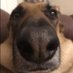 Durgesh Ajgaonkar (@dystopiandoggy) Twitter profile photo Durgesh Ajgaonkar (@dystopiandoggy) Twitter profile photo
