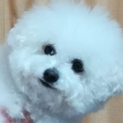 犬🐶料理・お菓子👨‍🍳（実験的なのを作るもの食べるのも好き） サイクリング  輪行   彫刻  水耕栽培等を呟き💬します   
色々あって一人暮らし中😆 愛犬（ビションフリーゼ愛称フワッちょ♀薄毛が悩み）には週1、2回会ってます☺️気軽にフォローして下さい❢