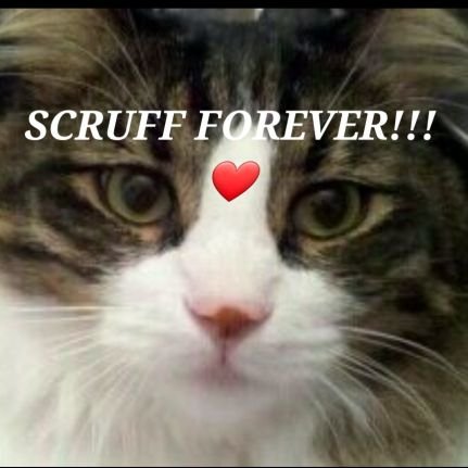 Spend my days caring for my human - the opener of the food can, scooper of the poop, and scratcher of the belly! I 💜❤🐈🐾🐕🌻👩🏫🖖🌮🍿🍦🎣🛶🛫🏕🏖🇺🇸📚🚭