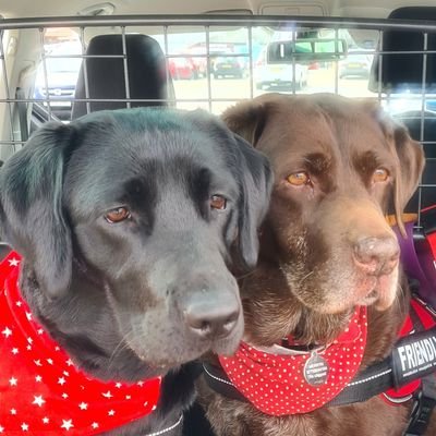 The world through the eyes of a mad choccy labrador and her little black fur-sister.
Merryn retired canine blood donor. Born 01/03/13 & 16/11/21