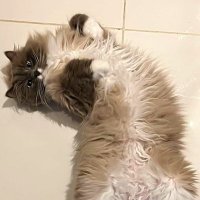 Mario Pezzino (@xiaomariop) 's Twitter Profile