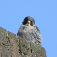 David Morrison (@davemo57) 's Twitter Profile