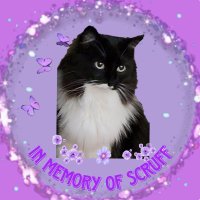 Olivia, Gracie Purrl, Salvy, and Luna (@violetmathews) 's Twitter Profile Photo