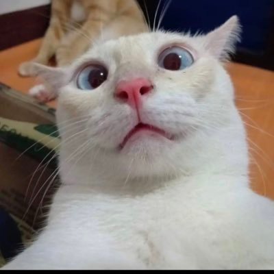 qisyazmi's profile picture. isfp