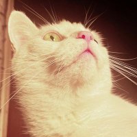 🄼🄾🄾🄽 🐾🐈(@bop_tc) 's Twitter Profile Photo