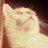 🄼🄾🄾🄽 🐾🐈さんのプロフィール画像