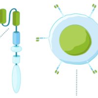Inflammation and Immunometabolism Lab (@saschakahlfuss) 's Twitter Profile