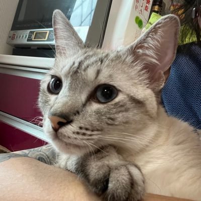 岐阜県美濃加茂市で爬虫類と小動物のショップをやっています😊 ボールパイソン、レオパ、陸亀、コーンスネーク、クレス、ファンシーラット、ファンシーマウス、ウサギ、チンチラ、モルモットetc.を販売、繁殖しています✨