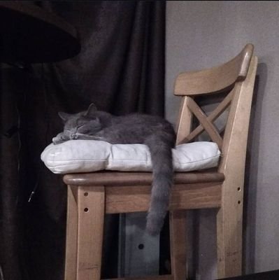 gatoherrumbroso's profile picture. Software engineer