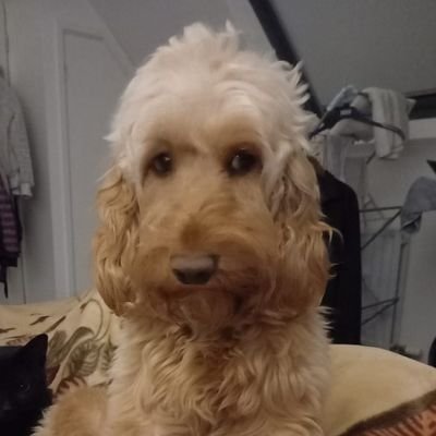 BennyDog Profile Picture