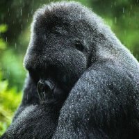گوریل (@aboasall) 's Twitter Profile