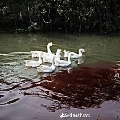 Ashtonisdead69's profile picture. Heyoo I'm Ashton He/they