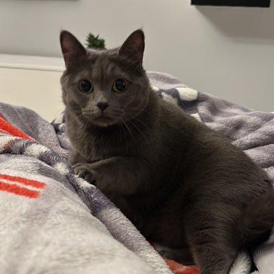 erDnzAda's profile picture.