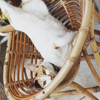 Aspentomoe (@aspentomoe) 's Twitter Profile