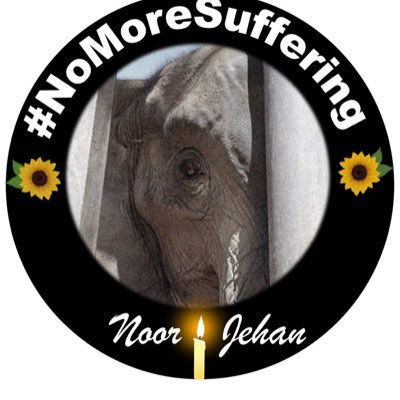 janeloveseles's profile picture. #captiveelephants #templeelephants #keralaelephants #captivitykills #savesuman #ramba #mendozafour #elephantsanctuary #breakthechains