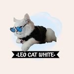 Leo Cat White(@kit_lushskhbshn) 's Twitter Profile Photo