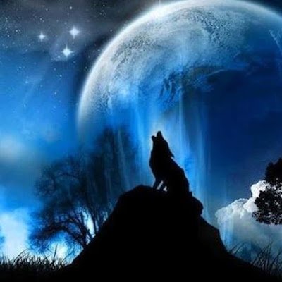 WolfKevlar39305's profile picture. 