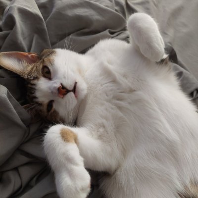 JesseTiffin's profile picture. 