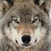 Aklak Wolf (@aklakw91700) Twitter profile photo Aklak Wolf (@aklakw91700) Twitter profile photo