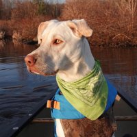 Vermont Paddle Pups (@vtpaddlepups) 's Twitter Profile Photo