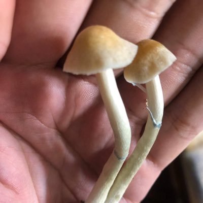 Mycologists/chemists/botanists • Nature is key🍄. Pains never end but studies and researches shows that psychedelic like mushrooms, psilocybin,LSD & DMT