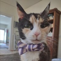 π Weasel Kitty π (@minnieformayor) 's Twitter Profile