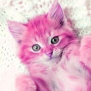hum pinky (@hum_pinky) 's Twitter Profile