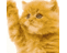 meekoloveseals's profile image