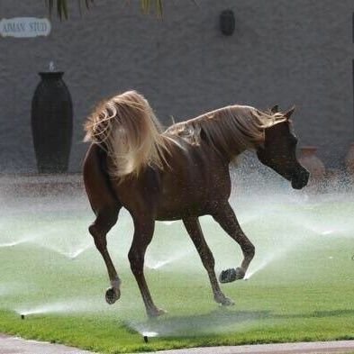 yousefoq1221's profile picture. كرسالة قديمة مُزقت قبل أن تُقرأ .