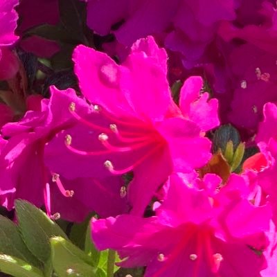 小学校教諭(現在育休中) /ママ先生/理科好き/植物好き/自然が好き /笑顔が1番/ママの笑顔/子供の笑顔 /先生垢/教員垢/音楽好き■資格■ 小学校全科/中高一種免許(理科)/ #子ども発達障がい支援アドバイザー #小学校の先生 #小学校全科理科コースの人と繋がりたい #ESFP