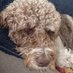 Chris K. (@fritzkay3) Twitter profile photo Chris K. (@fritzkay3) Twitter profile photo