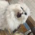 ã (@sea_otter98) Twitter profile photo ã (@sea_otter98) Twitter profile photo