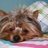 lola_lopez01's profile image