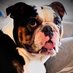 Gigi_the_englishbulldog (@gigi_bulldog) Twitter profile photo Gigi_the_englishbulldog (@gigi_bulldog) Twitter profile photo