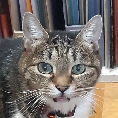 ekuriban's profile picture. 私は甘えんの保護猫でした。名前は美幸。ても、令和5年12月に病気で、亡くなりました。
里親ばんサンは執筆家で、最高齢のお母さんの面倒を見る毎日。
演劇に執筆に多彩なばんサン。
今、私は天国から二人を見守っています。さて、今日はどんな一日かな。
別アカウント「江久里ばん」
アメブロ「江久里ばんのエクリズム」