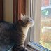 Gnocchi (@gnocchisupercat) Twitter profile photo Gnocchi (@gnocchisupercat) Twitter profile photo