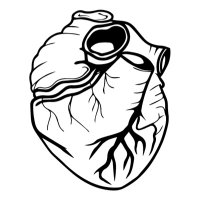 Cardiac Anatomy(@cardiac_anatomy) 's Twitter Profile Photo