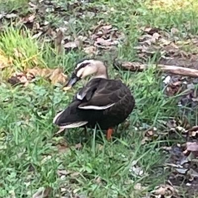 gagmachinemax's profile picture. 