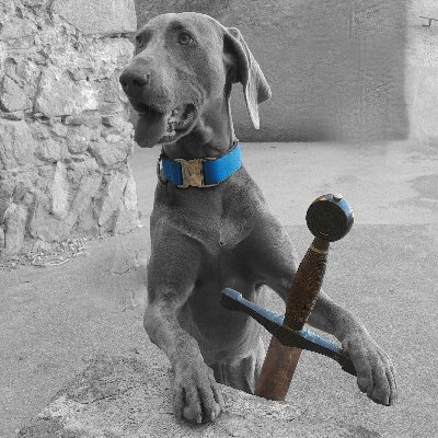 No confiïs mai en nosaltres, només som humans, inevitablement et decebrem.
T'agraden els weimaraners? al meu contingut hi ha moltes fotos del meu gos, en Bru.