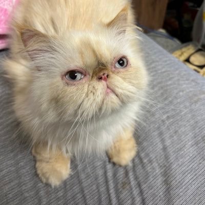 猫ちゃん、どぐるみちゃん大好き❤ マイクラ統合版やってます🤤 まぐにぃ🐟、カズクラーズ、帰宅部🟢🐯🐷、ルザクくん🌙、ドズル社箱推し💕アツクラ好き💗スボキャンも好き🧡アツクラ好きさんと繋がりたいです^ ̳ට ̫ ට ̳^✨