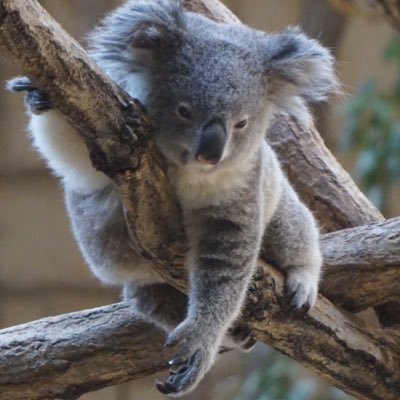 東山動植物園のコアラ中心🐨ෆ˚* 主に土日に月1ペースで小6の息子とコア活してます😊インスタも同じアカウントでやってます🐨
