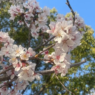 toshizo16621184's profile picture. 