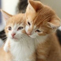 دلوع المزيون 💞🦸 (@h2xbxm7qticxtpp) 's Twitter Profile