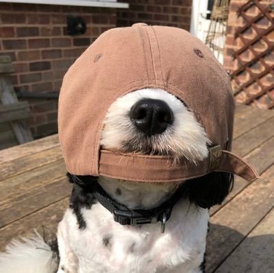 freckledesigner's profile picture. Love gardening, dogs and digital stuff (https://t.co/x6iW2apzHg).